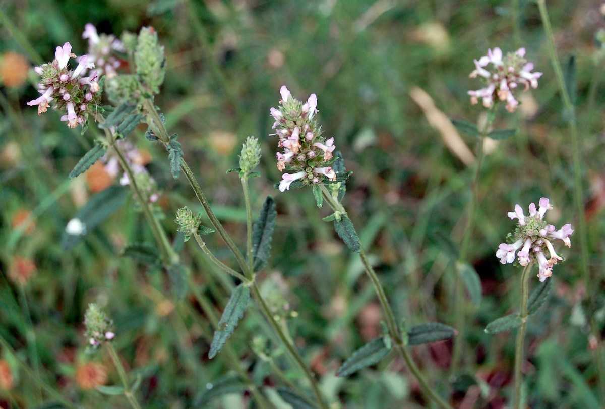 Genere Stachys (Stregonie)